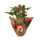 Anthurium plant