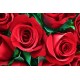 12 Red roses bouquet - UK 12 red roses delivery uk
