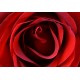 12 Red roses bouquet - UK