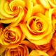 12 Yellow roses bouquet - UK