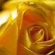 12 Yellow roses bouquet - UK