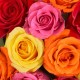 12 Mixed roses bouquet - UK
