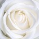 12 White roses bouquet - UK