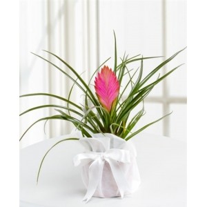 Tillandsia