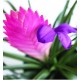 Tillandsia